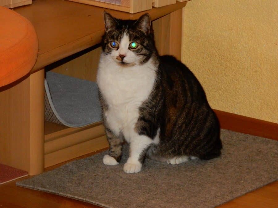 Getigerte Katze sitzt entspannt unter einem Regal