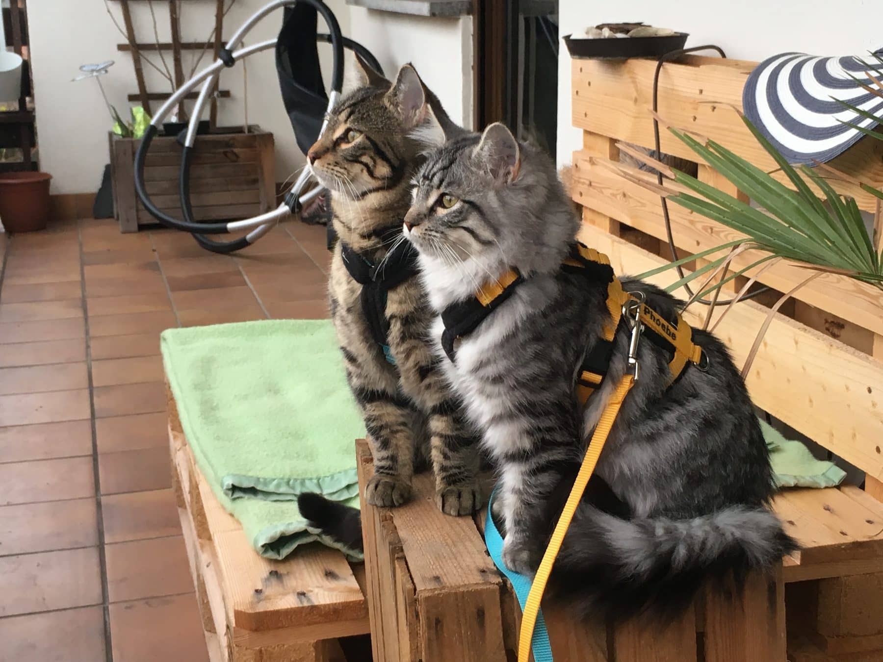 Zwei Katzen sitzen nebeneinander auf der gesicherten Terrasse