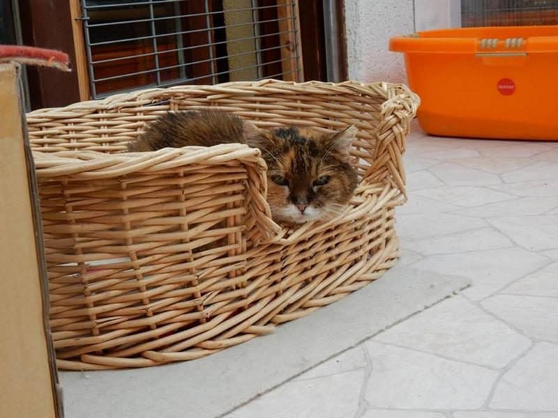 Katze döst zusammengerollt in einem Weidenkorb