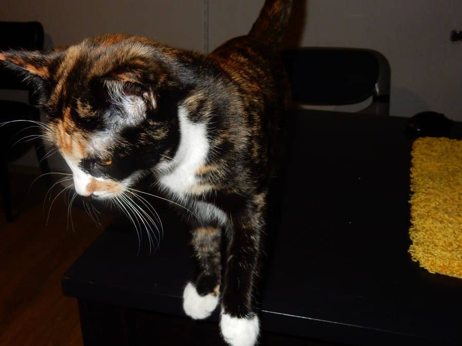 Dreifarbige Katze streckt sich auf ihrem Liegeplatz