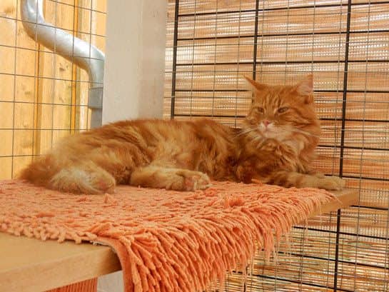 Rote Langhaarkatze auf einer Decke am Fenster
