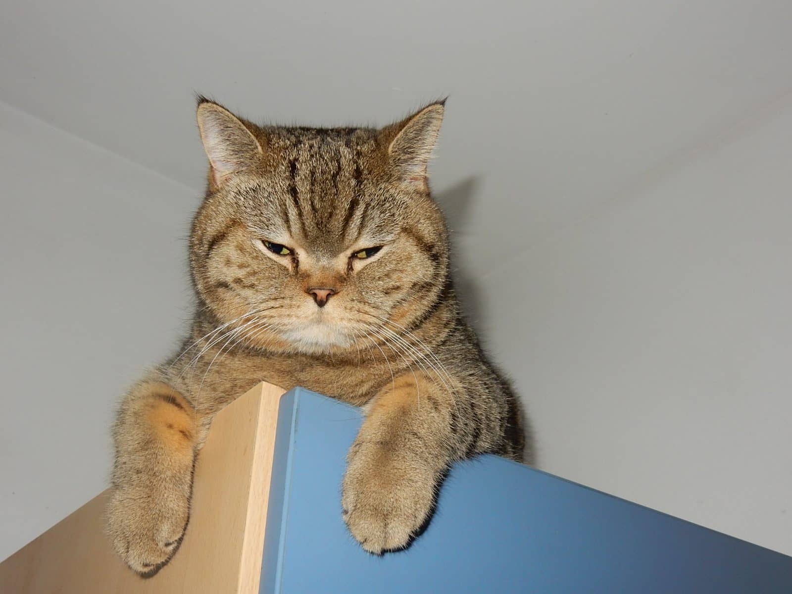 Getigerte Katze schaut über die Kante ihres Liegeplatzes