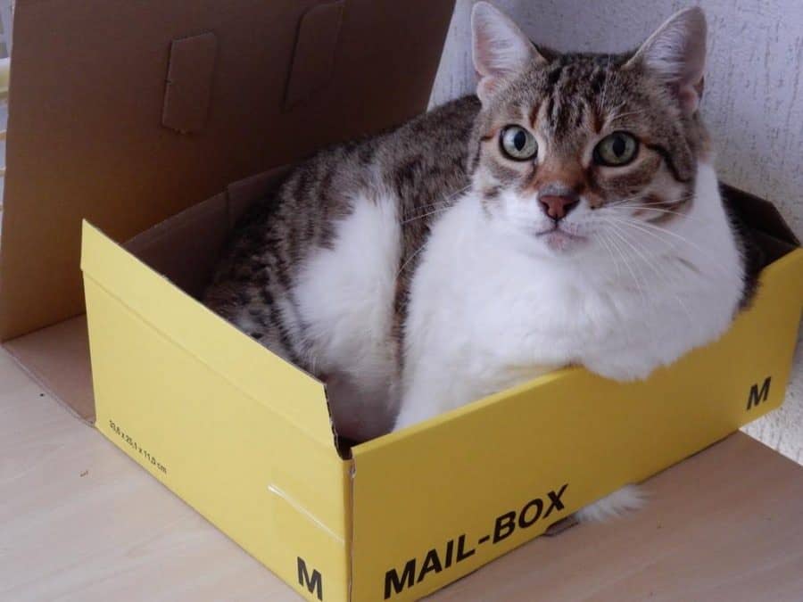 Katze macht es sich in einem Karton gemütlich
