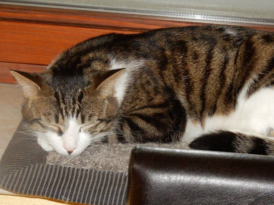 Zwei Katzen schlafen dicht nebeneinander