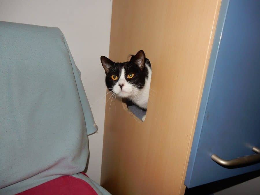 Schwarz-weiße Katze lugt neugierig hinter einer Tür hervor