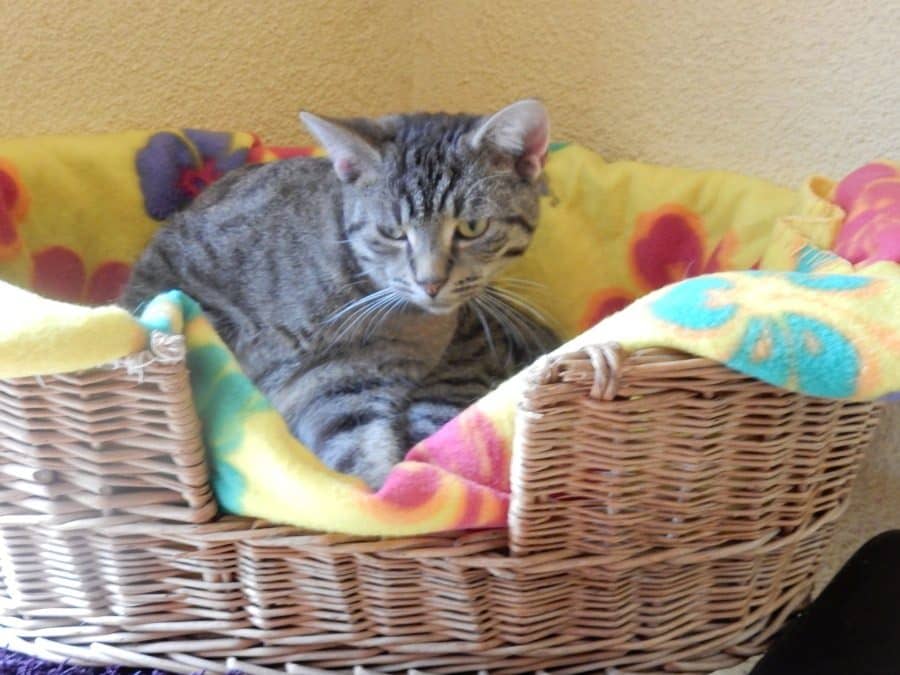 Getigerte Katze in einem Weidenkorb mit bunter Decke