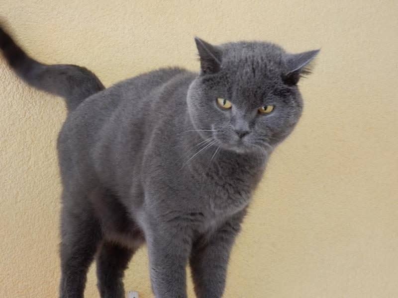 Graue Katze kommt neugierig auf die Kamera zu