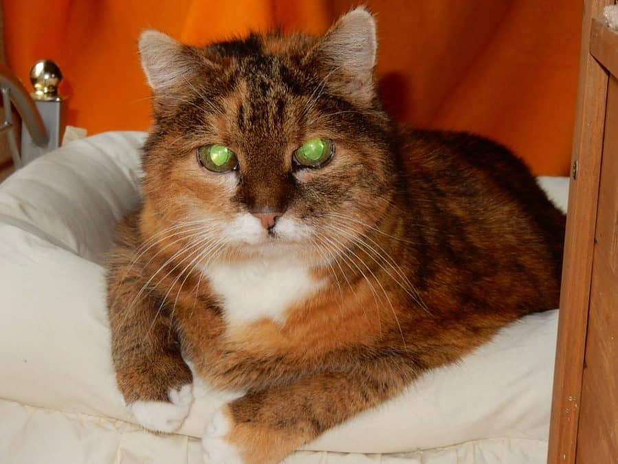 Langhaarige Katze ruht auf ihrem Lieblingskissen