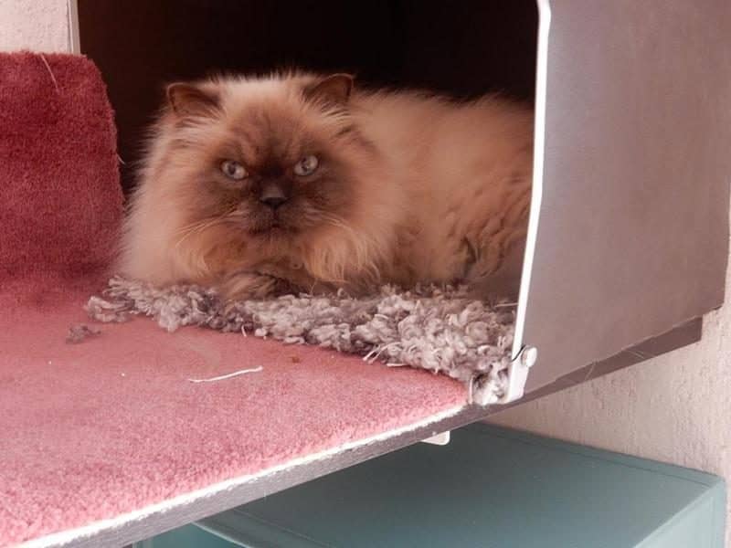 Perserkatze ruht in ihrer Schlafhöhle