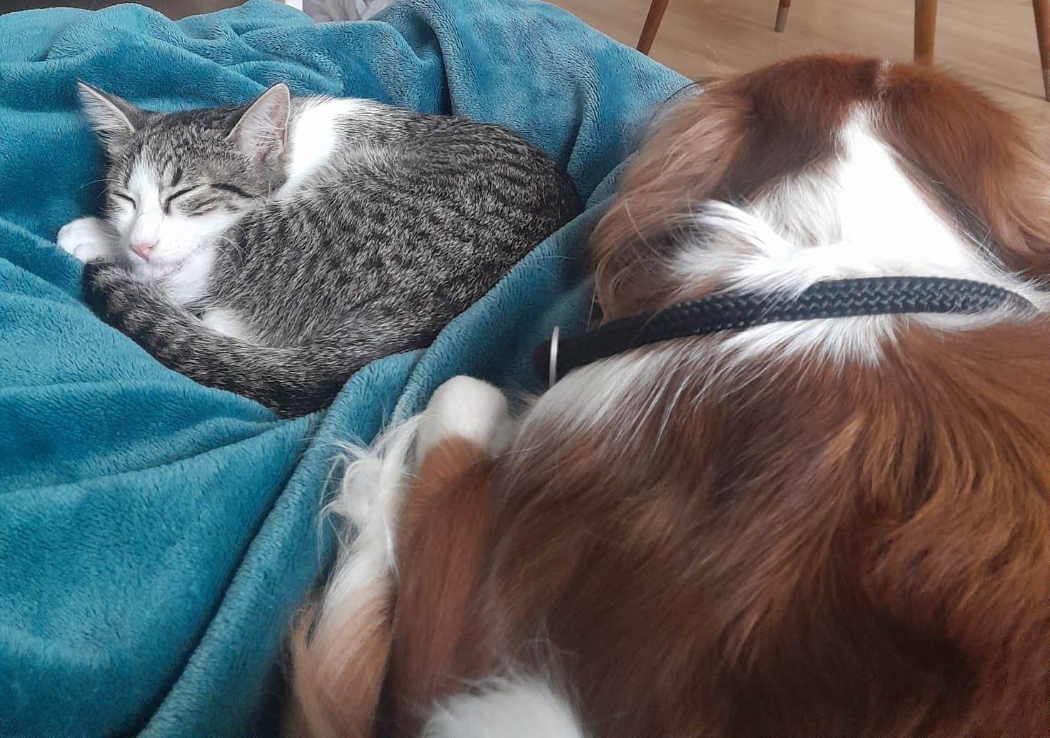 Katze und Hund schlafen einträchtig nebeneinander