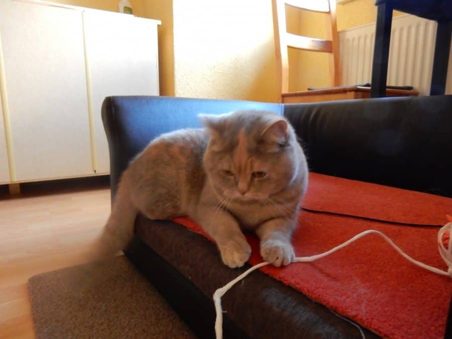 Katze spielt mit einer Schnur auf dem Sofa