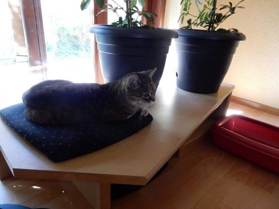 Katze liegt auf einem Wandbrett am Fenster