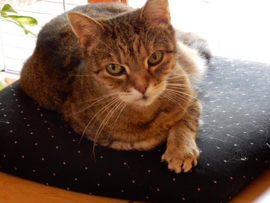 Getigerte Katze auf ihrem Lieblingskissen