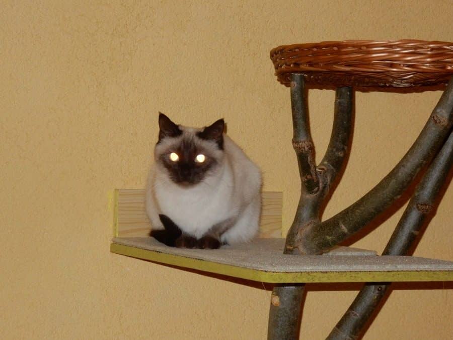 Siamkatze sitzt auf einem Wandbrett