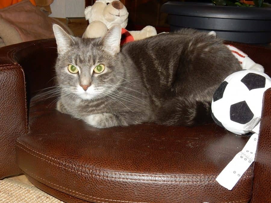 Graue Katze mit ihrem Lieblingsspielzeug