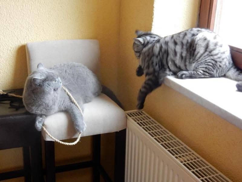 Zwei Katzen am hellen Fensterplatz