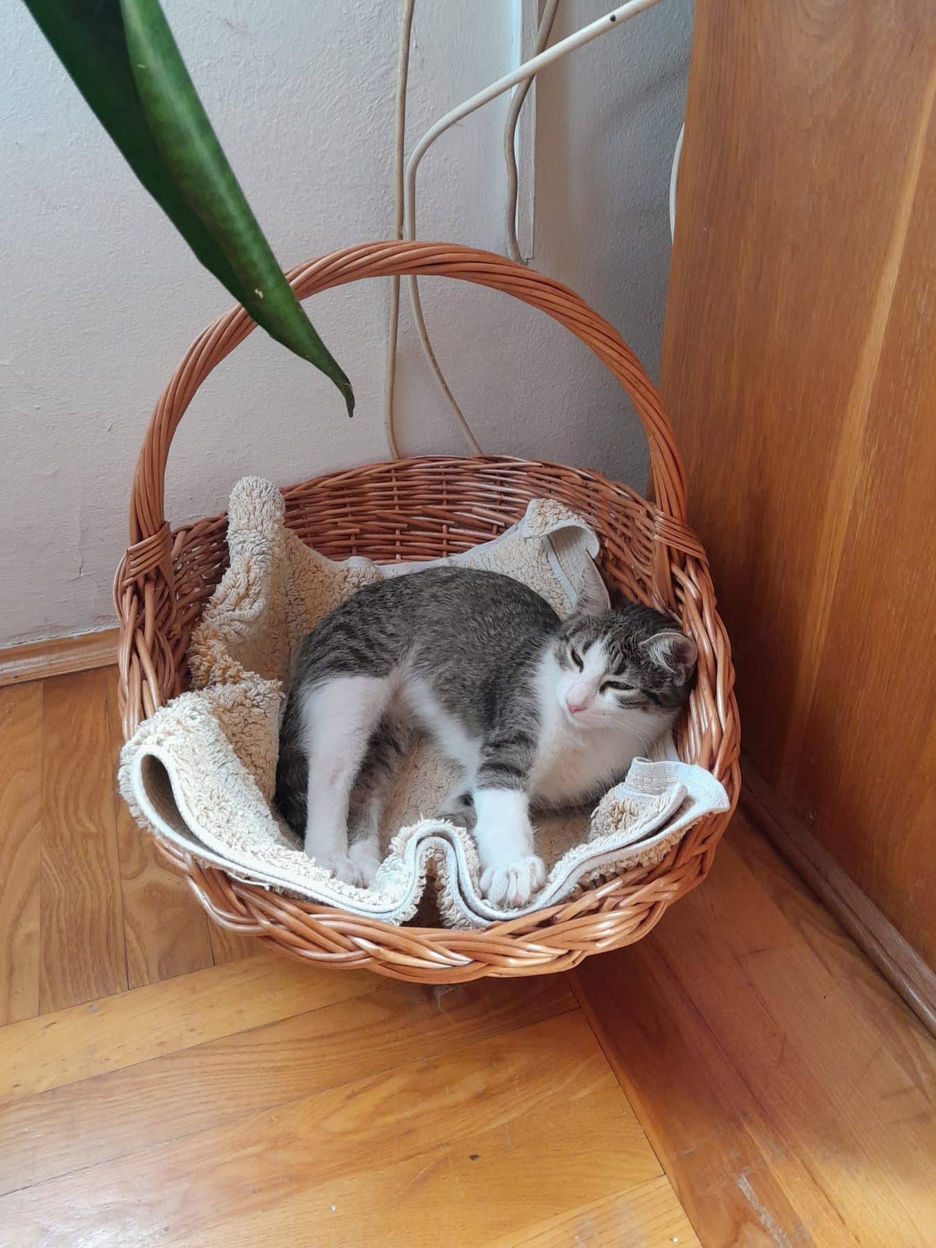 Zwei Kätzchen kuscheln zusammen in einem Korb