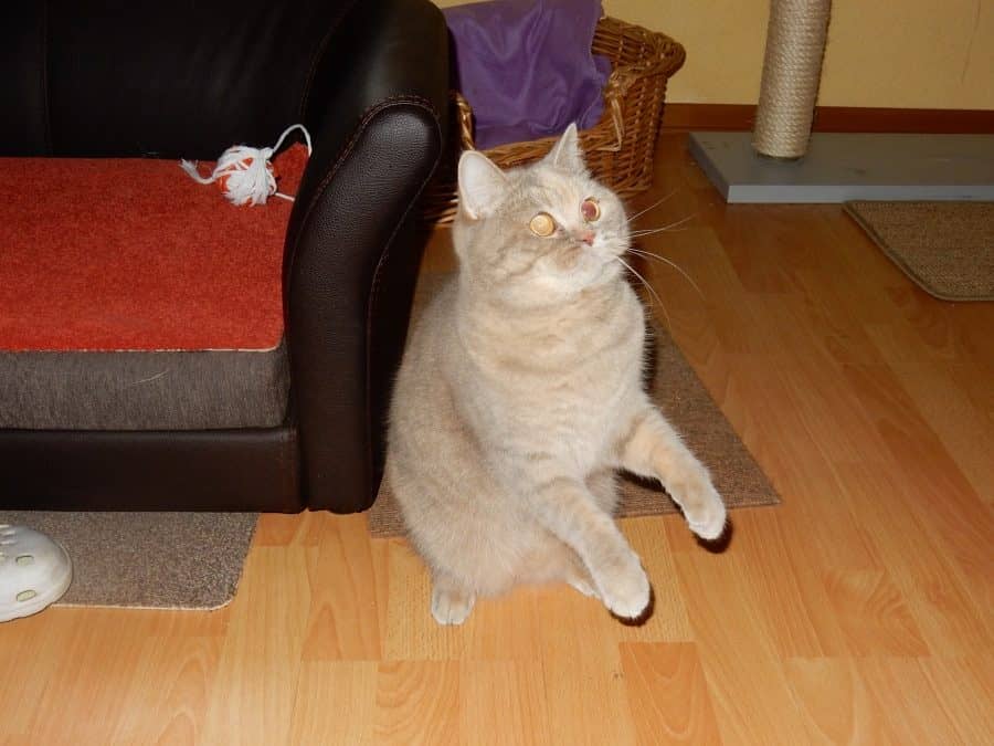 Cremefarbene Katze reckt sich neugierig in die Höhe