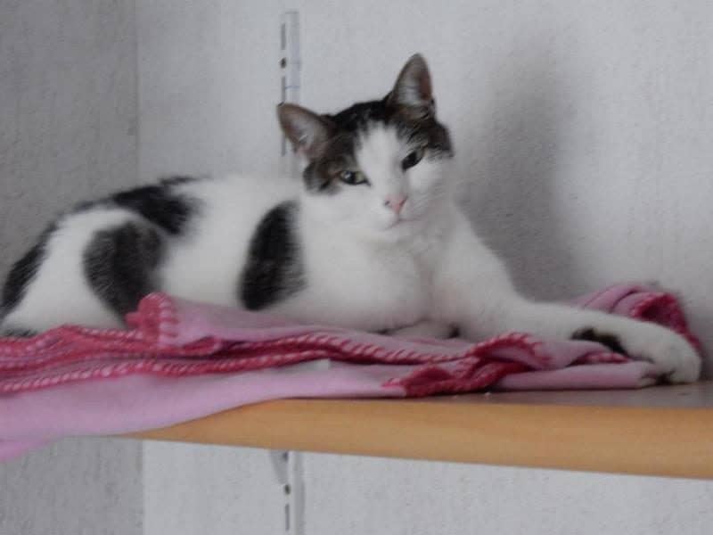 Schwarz-weiße Katze auf einem Regalbrett mit Decke