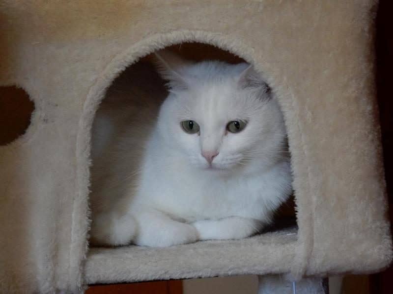 Weiße Katze schaut aus ihrer Kuschelhöhle