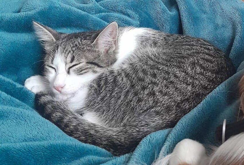 Getigerte Katze schläft auf einer weichen Decke