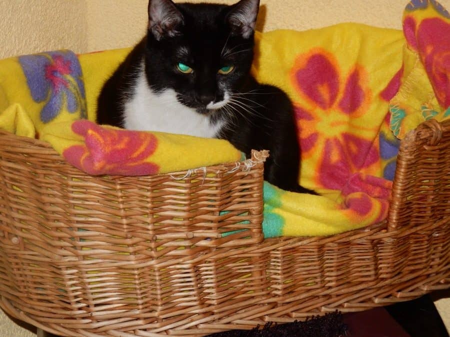 Schwarz-weiße Katze in einem Weidenkorb