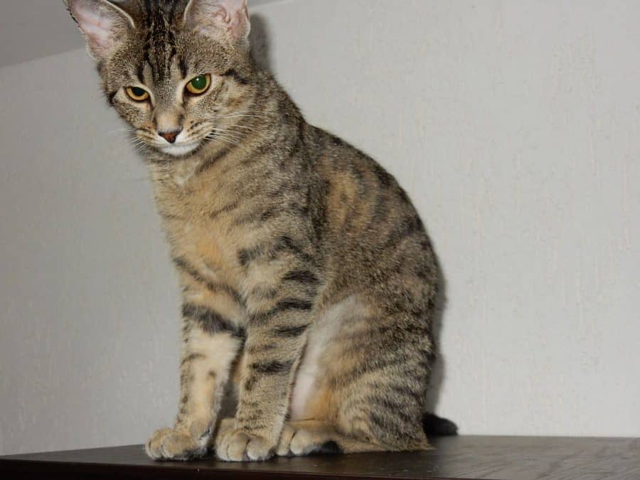Getigerte Katze sitzt aufrecht auf ihrem Brett