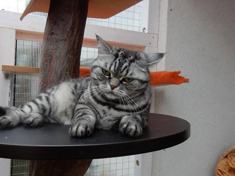 Silbergetigerte Katze auf einem runden Liegeplatz