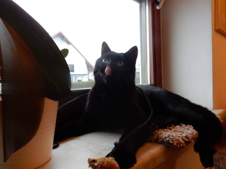 Schwarze Katze am Fenster in der Abendsonne