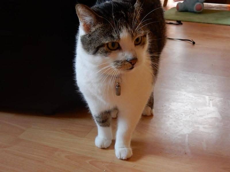 Katze läuft neugierig durch den Raum