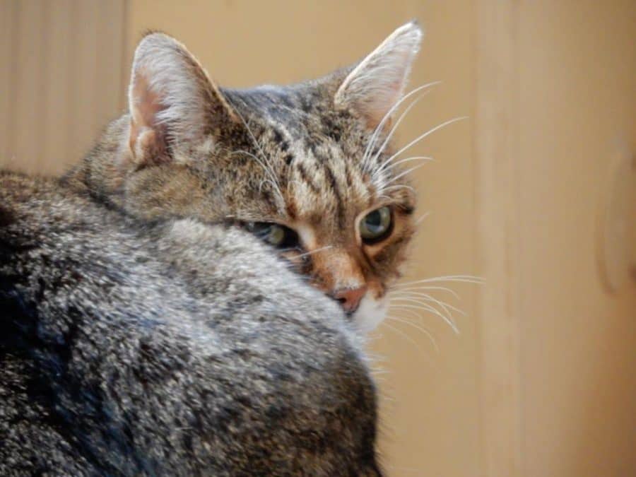 Getigerte Katze im Nahporträt