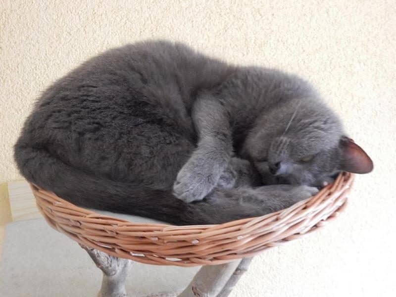 Graue Katze rollt sich im Hängekorb zusammen