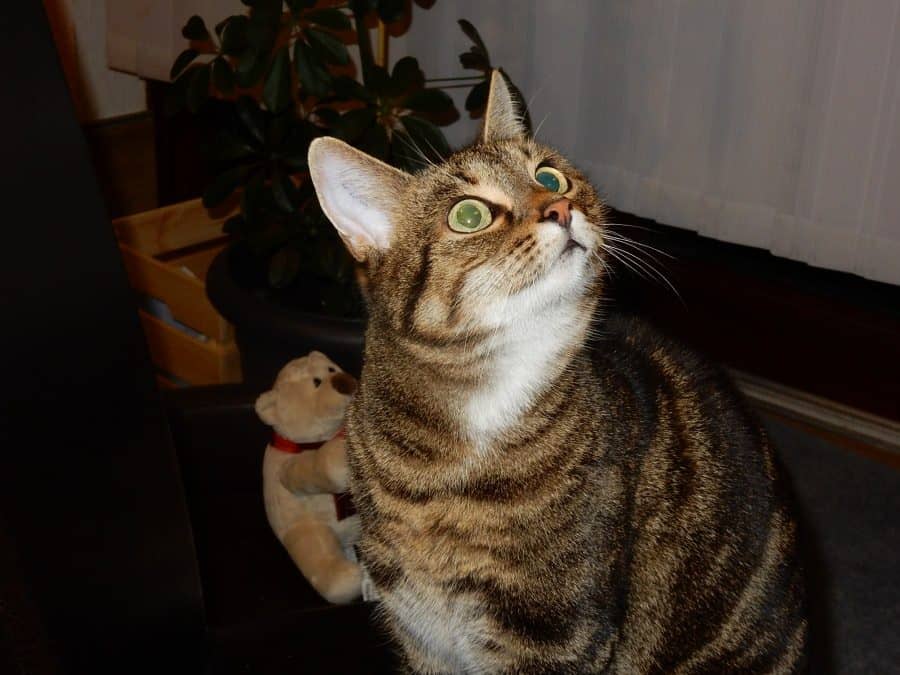 Getigerte Katze schaut aufmerksam nach oben
