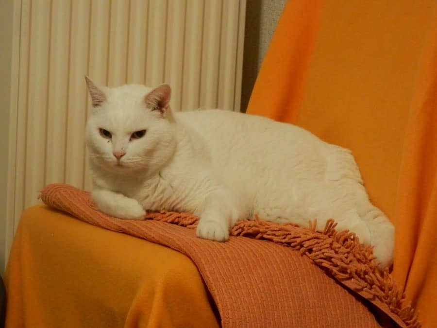 Weiße Katze auf orangefarbener Decke