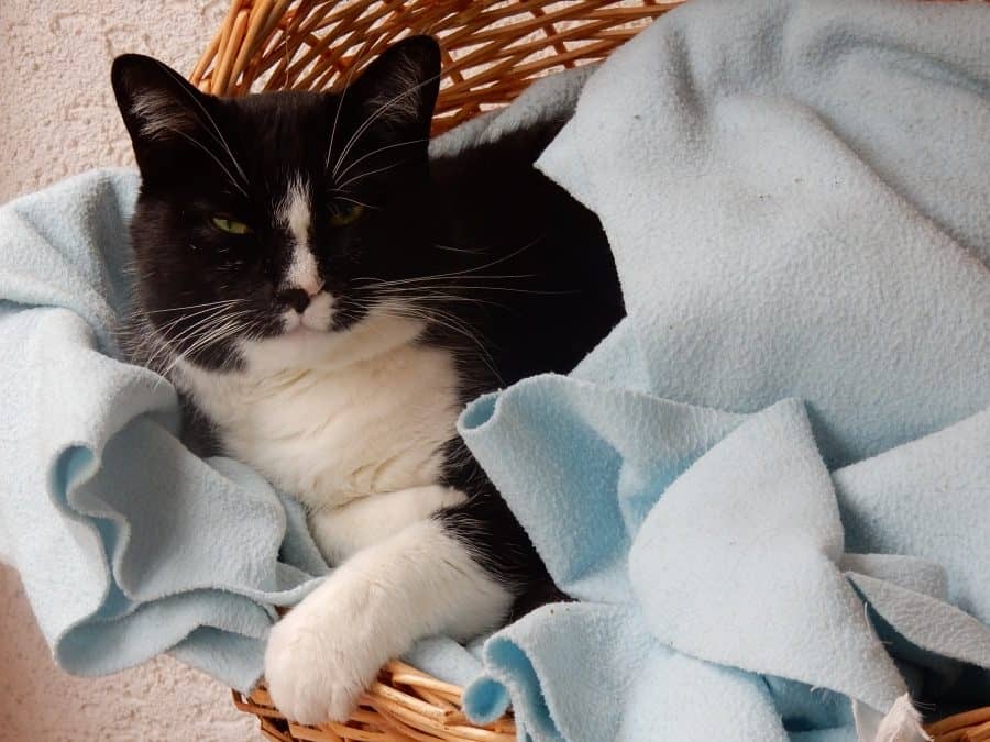 Schwarz-weiße Katze eingekuschelt in eine Decke