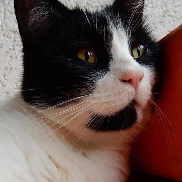 Schwarz-weiße Katze mit aufmerksamem Blick