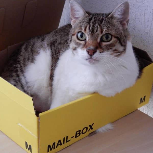 Getigerte Katze sitzt in einem Karton