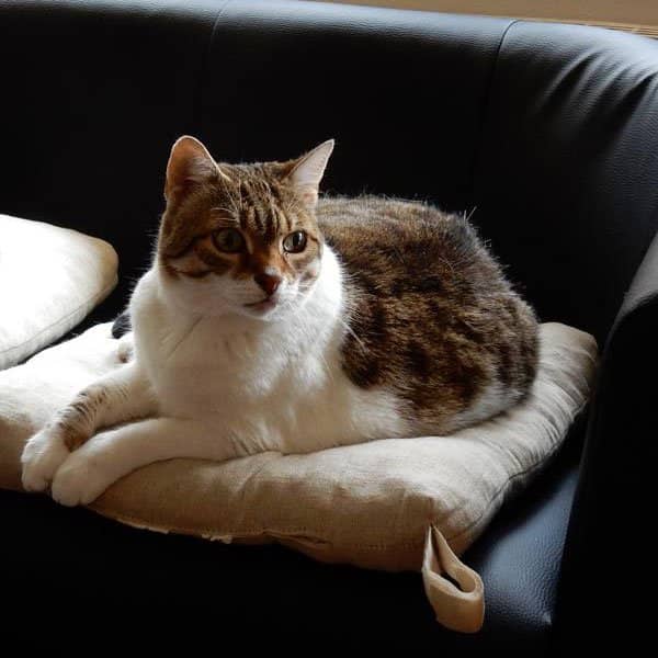 Getigerte Katze auf ihrem Kissen