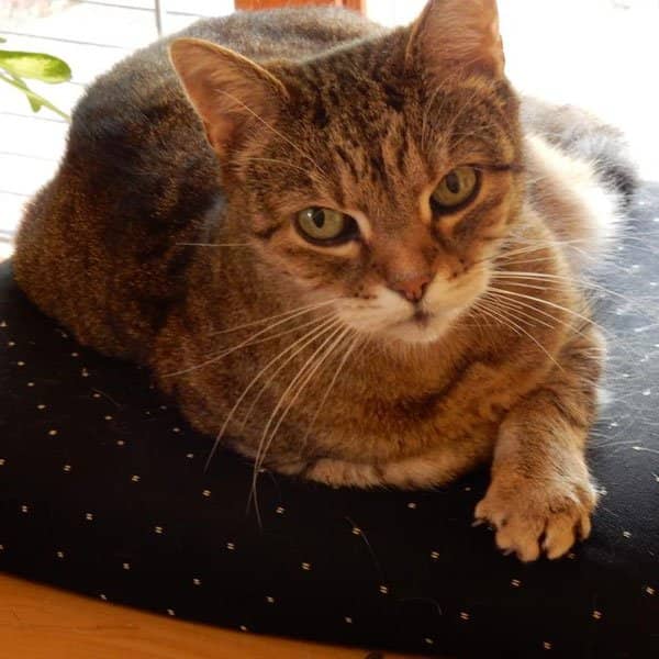 Braun getigerte Katze im Sonnenlicht