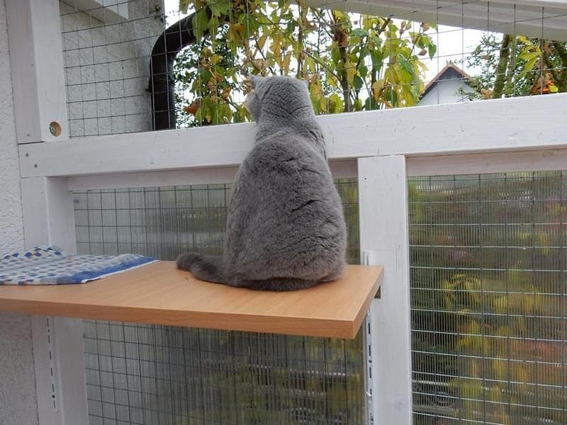 Katze sitzt am vernetzten Fenster und beobachtet den Garten
