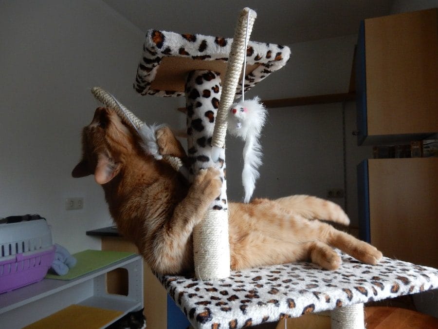 Katzen klettern am großen Kratzbaum