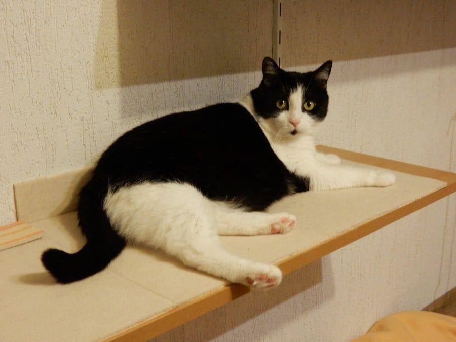 Schwarz-weiße Katze liegt entspannt auf dem Wandbrett