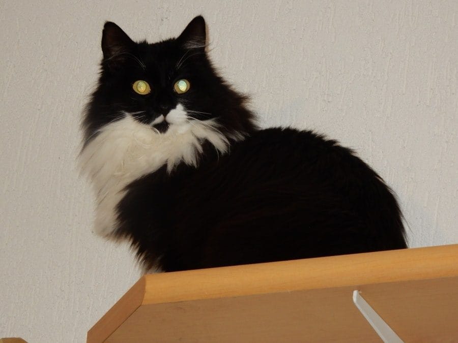 Schwarz-weiße Langhaarkatze auf einem Wandbrett