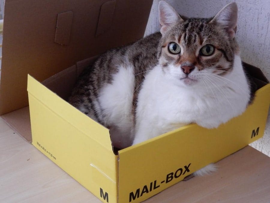 Katze macht es sich in einem Karton gemütlich