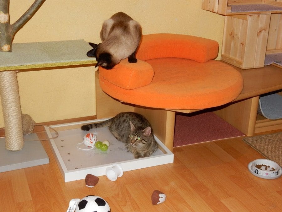 Katzen erkunden die Kletterlandschaft im Katzenhaus