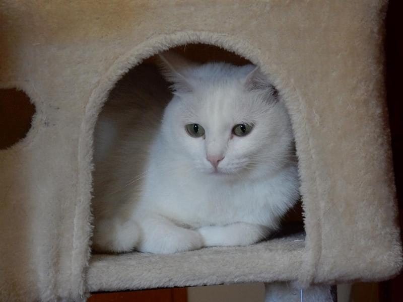 Weiße Katze schaut aus ihrer Kuschelhöhle