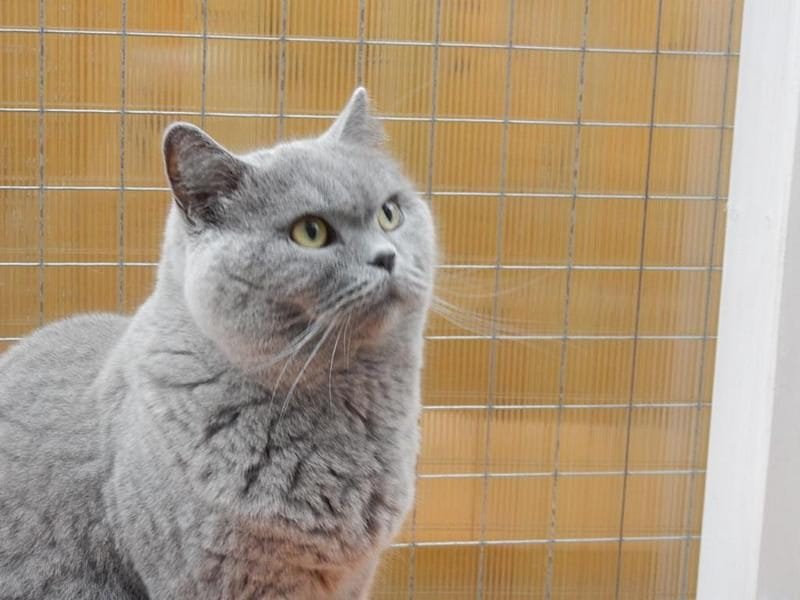 Graue Katze schaut aufmerksam nach oben