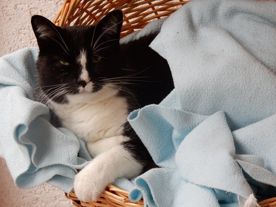 Schwarz-weiße Katze eingekuschelt in eine Decke